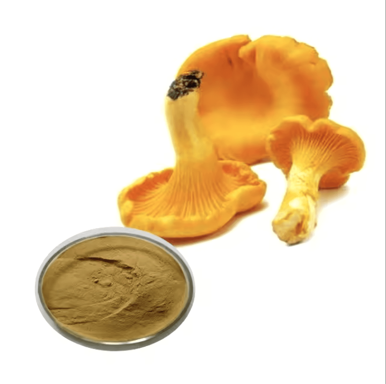 Chanterelle Capsules - Image 4